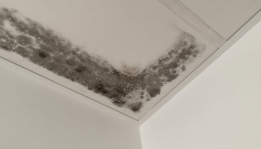 Schimmel in der Wohnung verhindern – Der Trockenschrank als Lösung